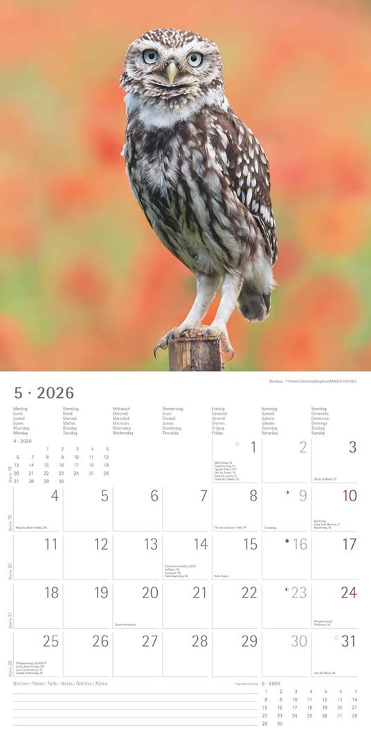 ALPHA EDITION - Calendario 2026 da muro, 12 mesi, 30x30 cm, Owls - 5